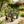 Outdoor Wagon Cart with Metal Frame - Green