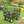 Outdoor Wagon Cart with Metal Frame - Green