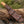 Quantum Camp Knife with Olive Wood Handle