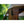 CLAM Quick-Set Escape/Sky Screened Canopy Tent Rain Fly Tarp, Cover Only, Tan