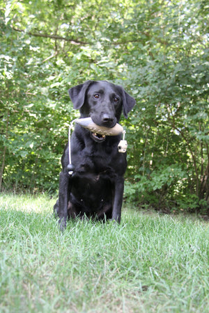 HuntEmUp Ultimate Dove Dog Training Scent Injection Kit