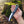 RingTail D2 Hunting Knife Pakka Wood Handle