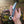 RingTail D2 Hunting Knife Pakka Wood Handle