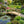 Rustic Wooden Garden Bridge