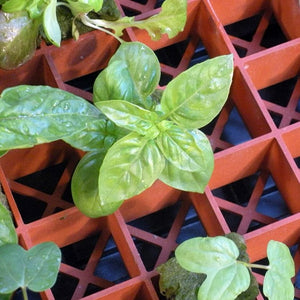 Hydrofarm RW205002 Grodon Double-Sided Terracotta Gro-Smart Tray with 78 Cells - TRAPSKI