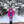 Sherpa Fleece Jacket Pink / Blue - Women's