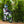 Razor SX350 McGrath Pneumatic Knobby Tires Electric Dirt Rocket Bike, Green