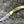 Tranquility Pocket Knife with Ram Horn Handle