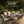 Four Seasons Courtyard Tuscany 72 x 39