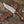 Virtue Damascus Hunting Knife Fixed Blade with Exotic Rose Wood Handle