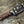 Vivid Damascus Hunting Knife with Exotic Rose Wood handle