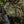 M-Tac Patch Clover GID