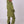 Yeh Girl Ski & Snowboard Jacket - Khaki